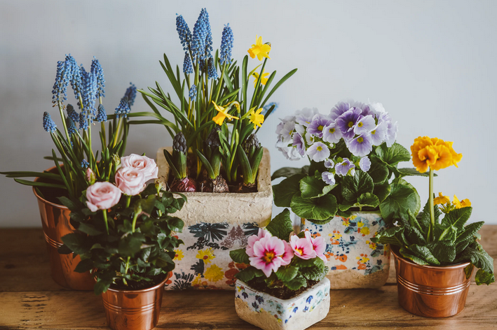 Tipos de flores para vasos