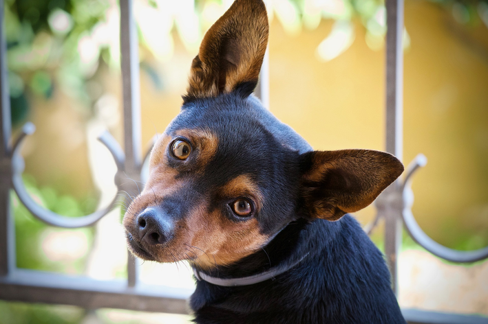 tipos de pinscher