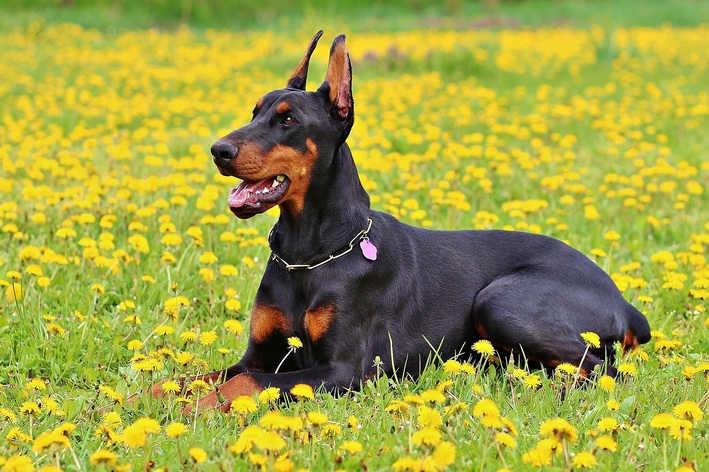 tipos de pinscher