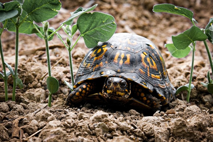 Tipo de tartaruga andando na terra