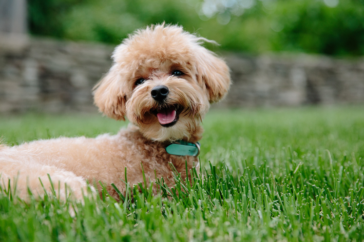 poodle com pelagem curta