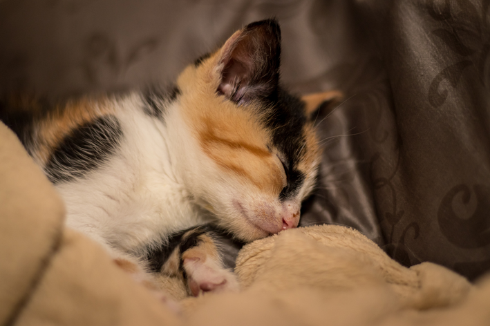 gato tricolor