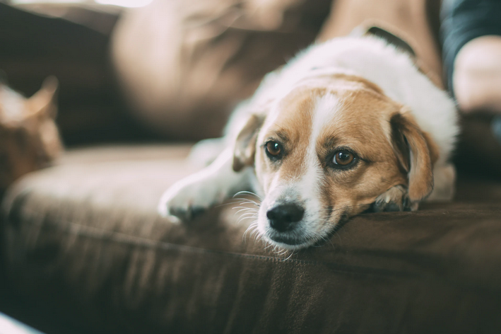 Trissulfin para cachorro doente