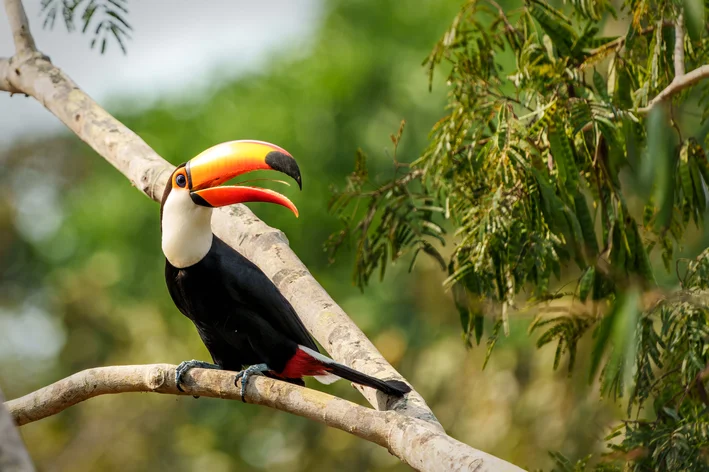 Tucano toco na floresta