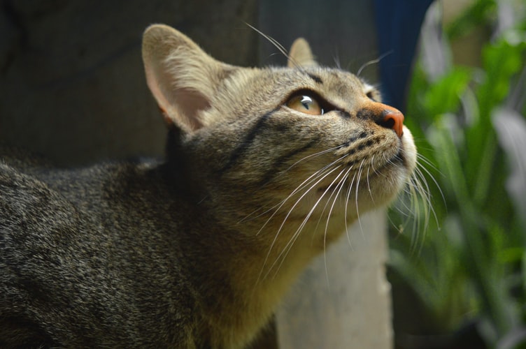 gato fazer xixi no lugar correto