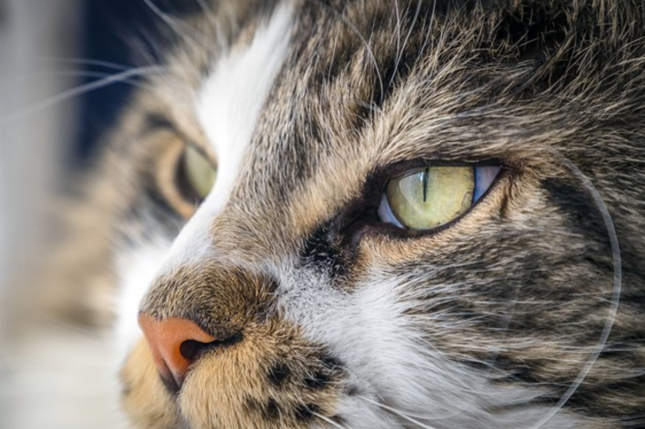 A visão dos gatos é melhor que a de humanos no escuro