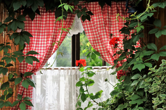 plantas para dentro de casa