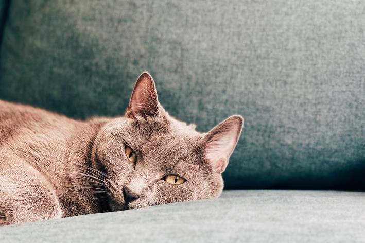 Gato apático deitado