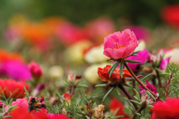 flor onze-horas rosa em jardim