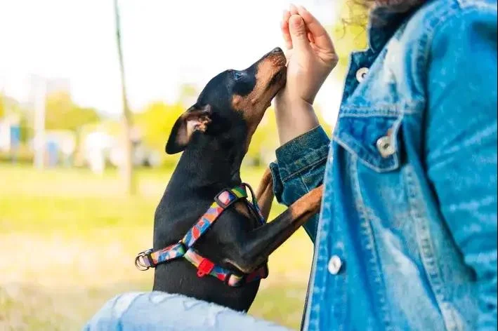 por que pinscher é bravo