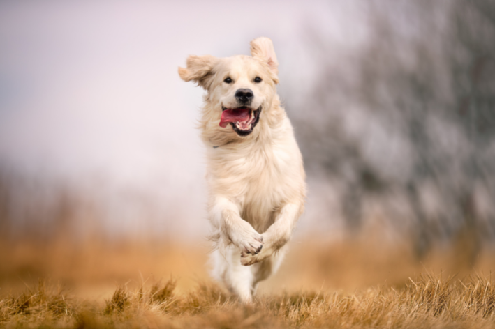 cachorro feliz