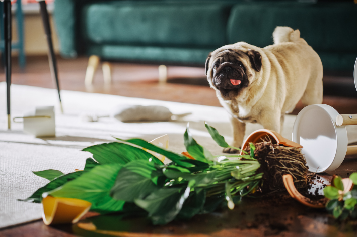 Geofagia em cães