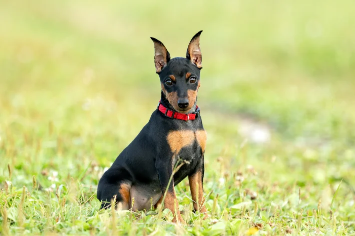 pinscher bravo