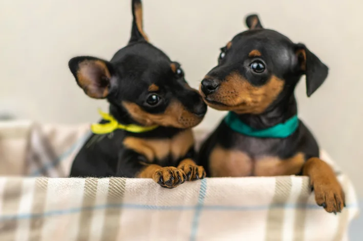 cachorrinho pinscher bravo