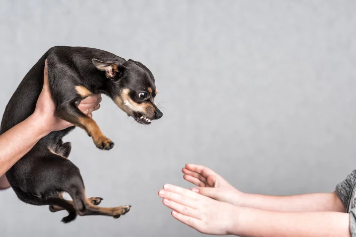 cachorro pinscher bravo