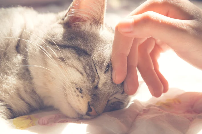 gatos para adoção  