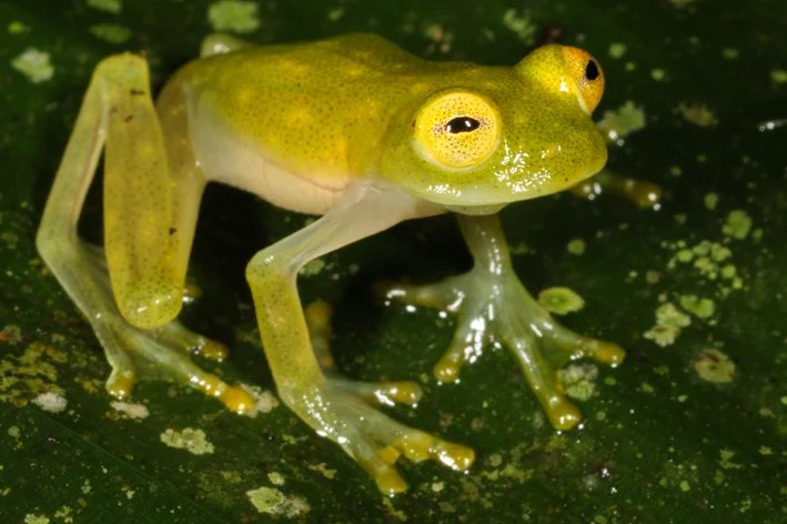 bichos da amazônia  Perereca-de-vidro