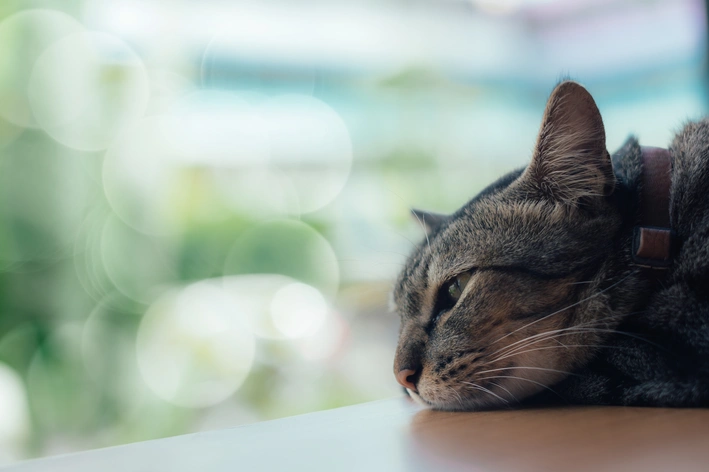 gato olhando pela janela com olhar triste