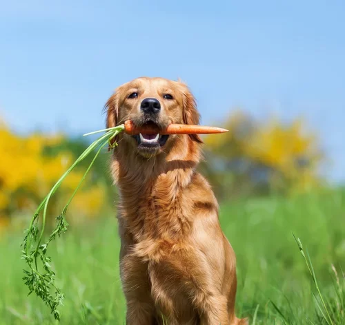 cachorro pode comer cenoura