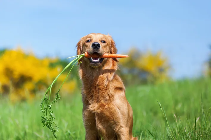 cachorro pode comer cenoura