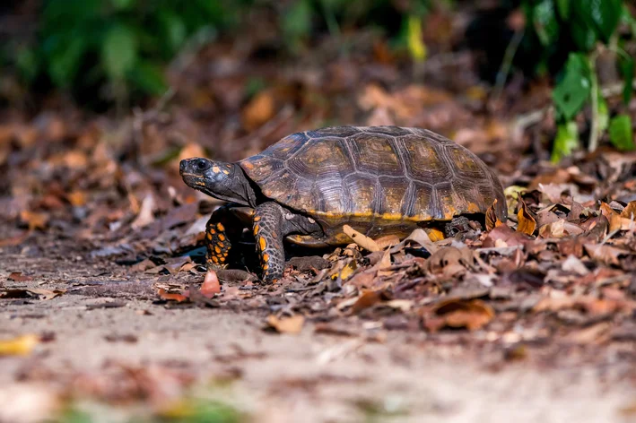 tipos de tartarugas Jabuti-tinga