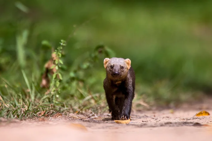 animais da floresta amazônica 