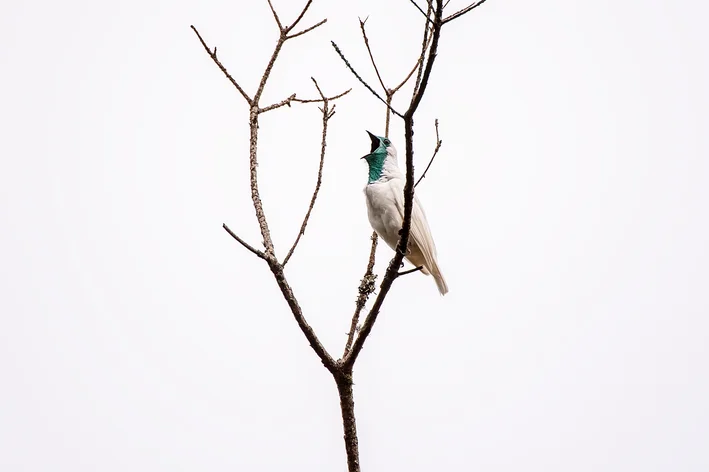 Araponga da Amazônia 