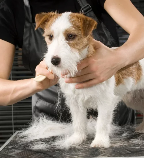 tosa higiênica cachorro