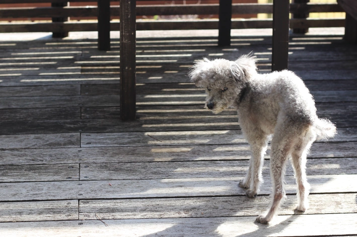 cachorro branco que está magro e com aspecto de doente