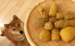 batata-doce para cachorro