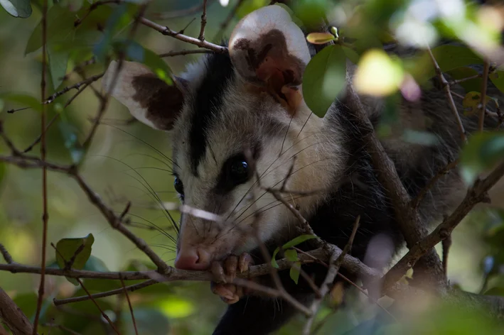 animais da amazônia Mucura 