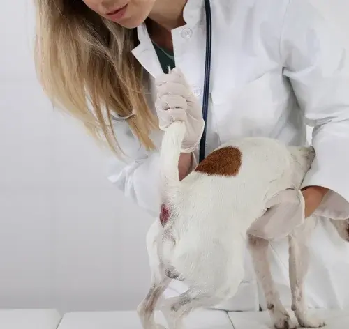 hemorroida em cachorro