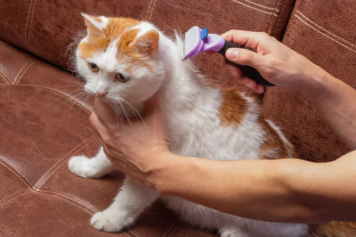 caspa felina