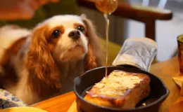 pode dar mel para cachorro