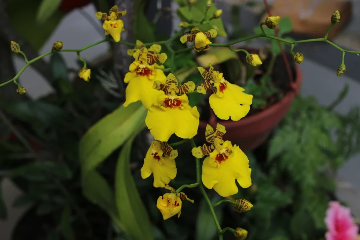 orquidea chuva de ouro