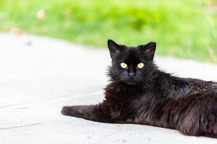 gato preto com pequenos flocos brancos grudados nos pelos.
