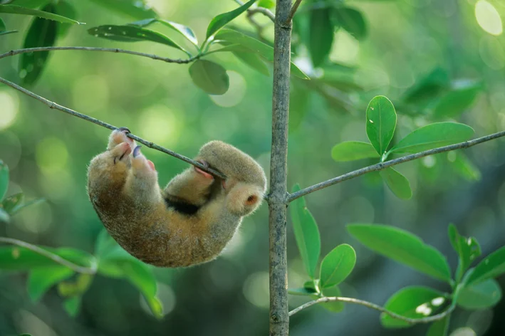 animais da amazônia tamanduai