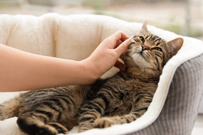 Pessoa acariciando um gato cinza listrado deitado em uma cama confortável, demonstrando carinho e afeto com o animal de estimação.