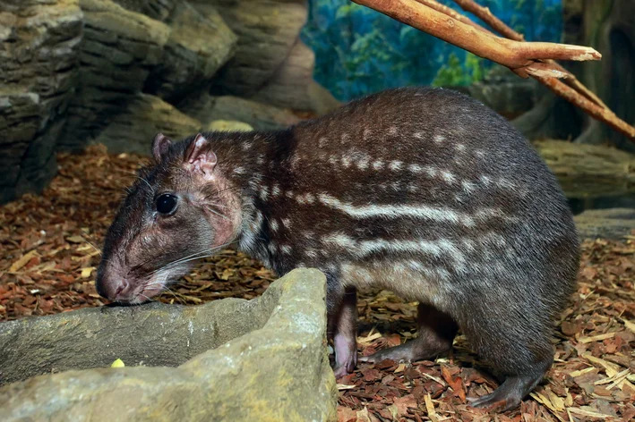 animais Amazônia Pacarana