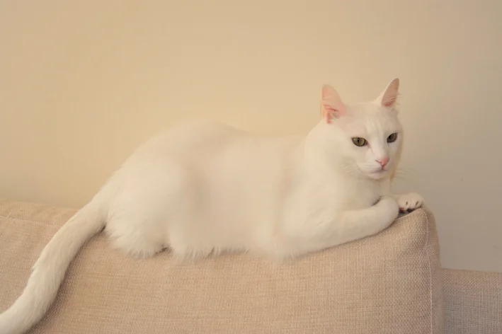 albinismo em gatos