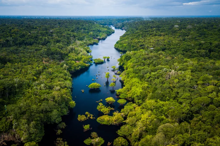 floresta amazônica animais