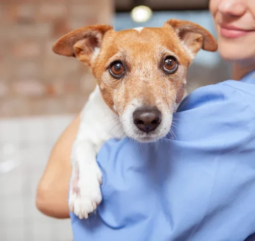 dia do veterinário