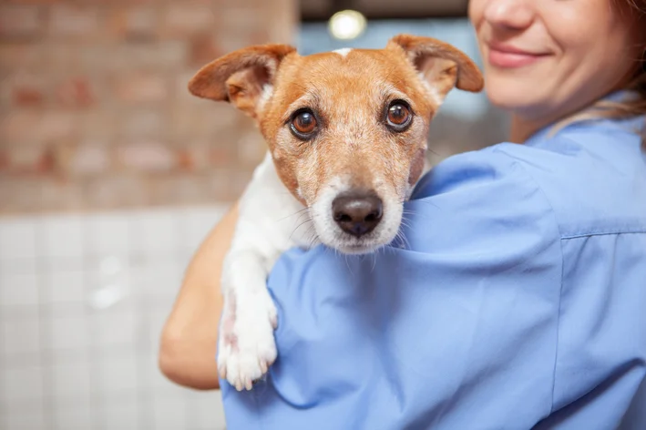 dia do veterinário