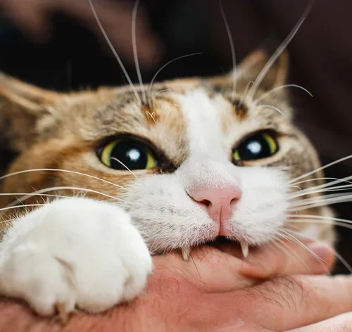 mordida de gato
