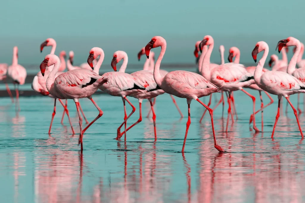 flamingos