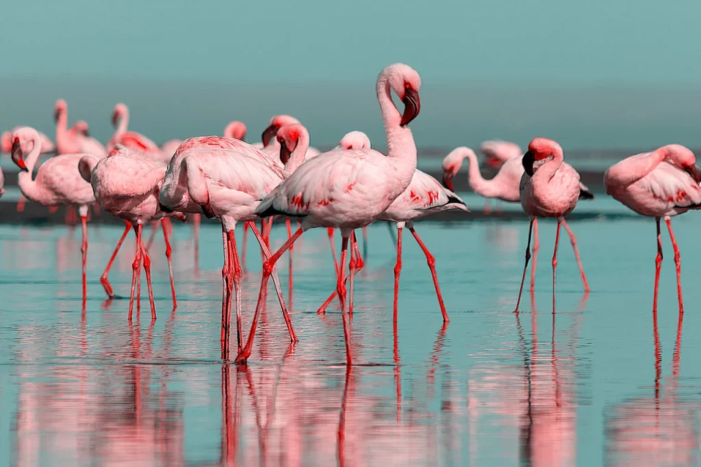 Flamingo rosa aves migratórias