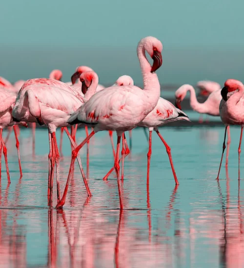 Flamingo rosa aves migratórias