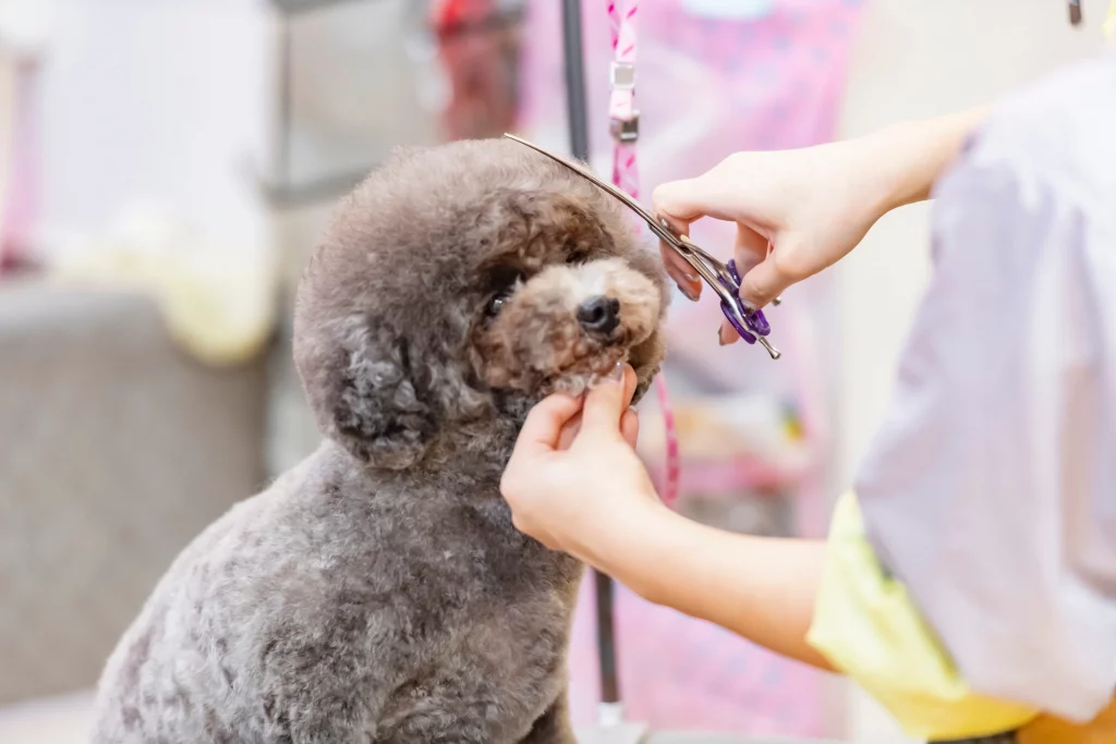 tosa higiênica poodle 