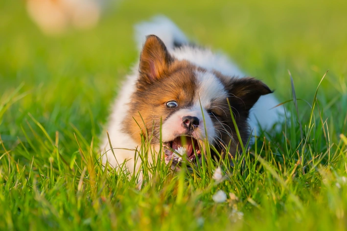 cachorro brincando na grama