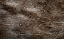 casquinhas na pele do gato como tratar